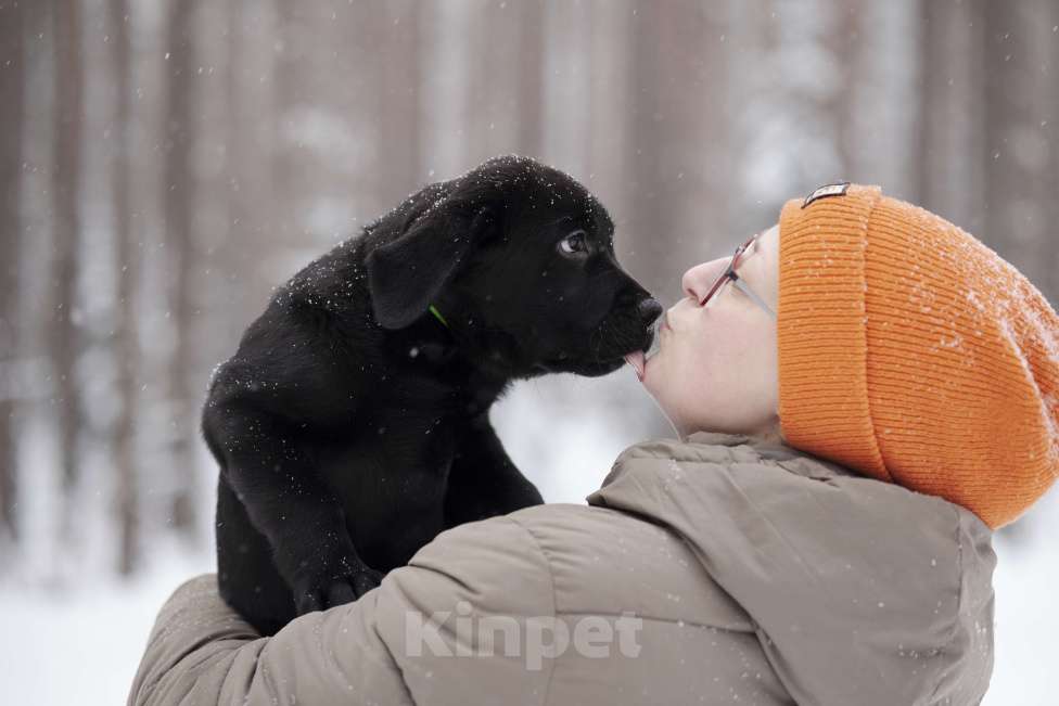 Собаки в Санкт-Петербурге: IRISLAV BIG BOSS Мальчик, 160 000 руб. - фото 5