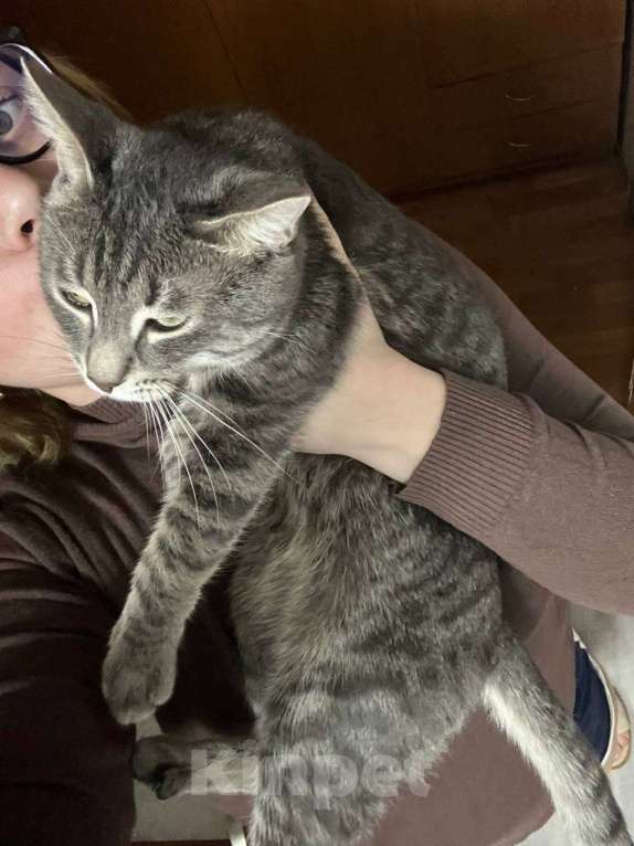 Кошки в Нижнем Новгороде: Потерялся кот Басик Мальчик, 3 000 руб. - фото 3