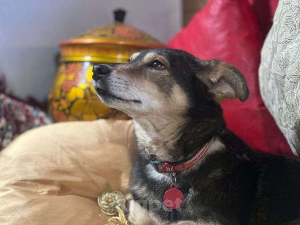 Собаки в Москве: Азура тоже заслужила своё счастье  Девочка, Бесплатно - фото 4