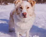 Собаки в Москве: Ищет дом красивый мальчик по кличке Беляшик Мальчик, Бесплатно - фото 2