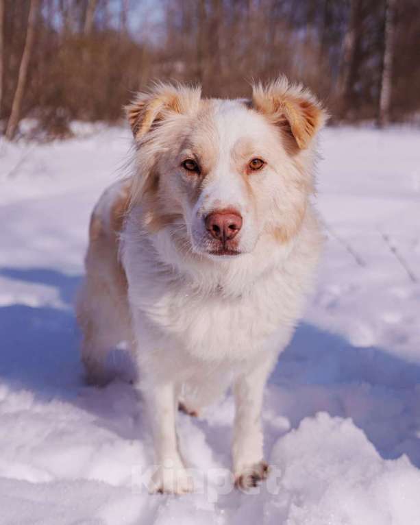 Собаки в Москве: Ищет дом красивый мальчик по кличке Беляшик Мальчик, Бесплатно - фото 2