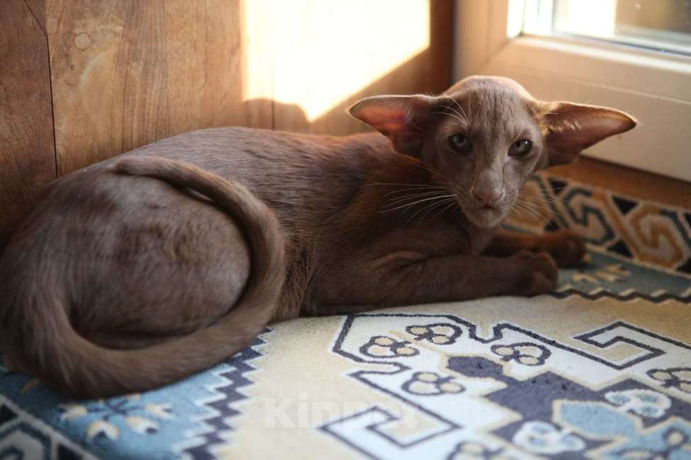 Кошки в Санкт-Петербурге: Продается ориентальный котенок Мальчик, 50 000 руб. - фото 3
