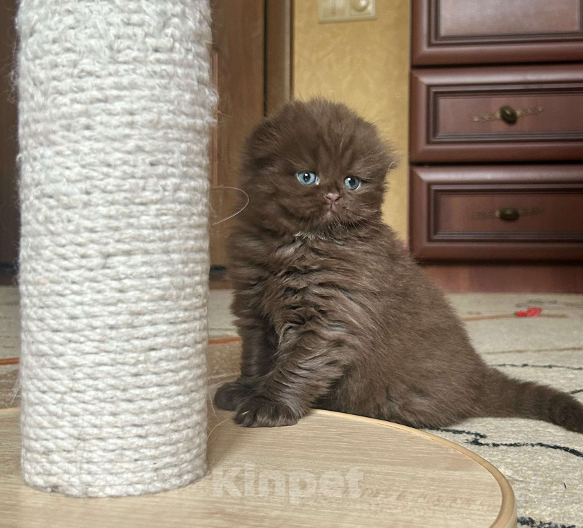 Кошки в Москве: Шоколадный вислоухий длинношерстный котик Мальчик, 50 000 руб. - фото 1