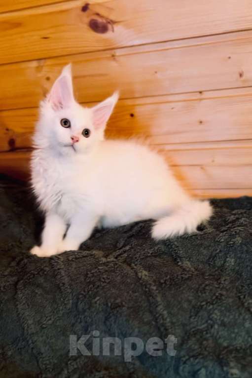 Кошки в Москве: Мейнкун белый полидакт Мальчик, 50 000 руб. - фото 2