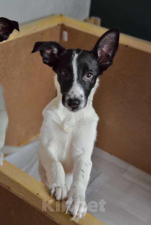 Собаки в Волгограде: Луна ищет дом Девочка, Бесплатно - фото 2