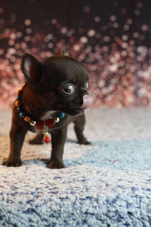 Собаки в Краснодаре: Мини шоколад Мальчик, 40 000 руб. - фото 2