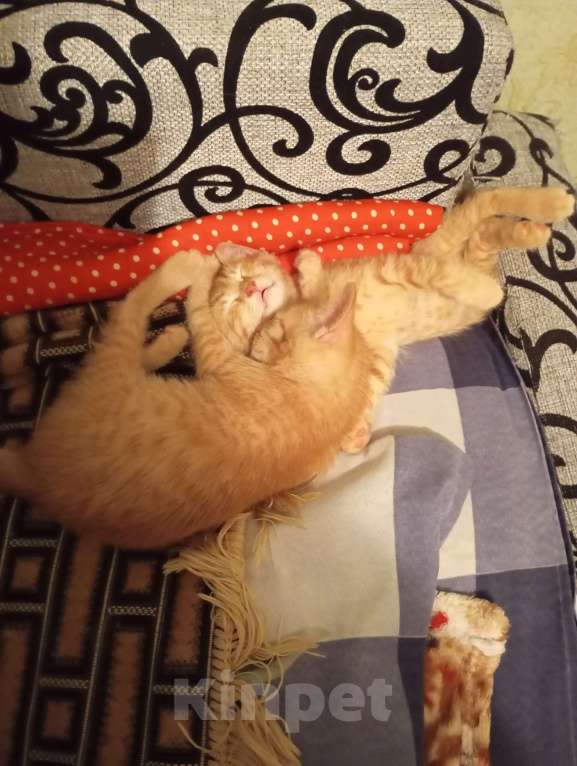 Кошки в Нижнем Новгороде: Котик рыжик Мальчик, Бесплатно - фото 3