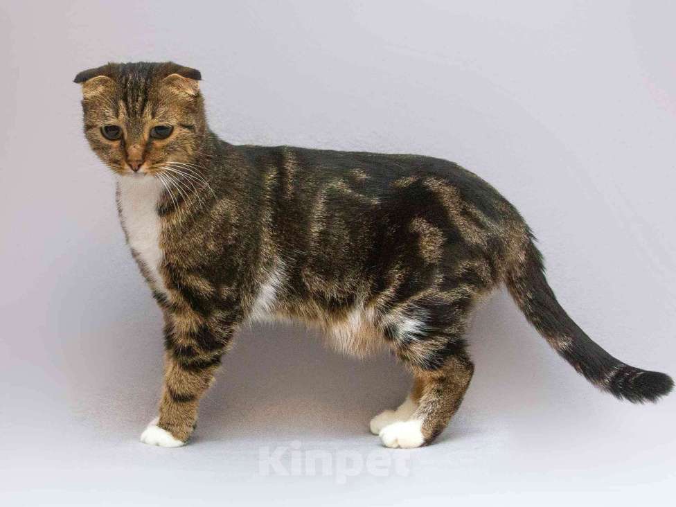 Кошки в Москве: Очаровательная вислоухая кошечка Жужу Девочка, Бесплатно - фото 2