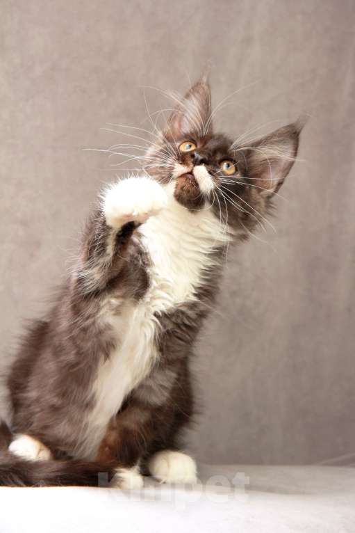 Кошки в Москве: Красавица с окрасом дымная с белым Девочка, 40 000 руб. - фото 4