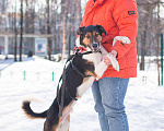 Собаки в Москве: Ньюша ищет дом Мальчик, Бесплатно - фото 7