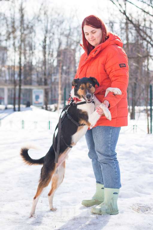 Собаки в Москве: Ньюша ищет дом Мальчик, Бесплатно - фото 7