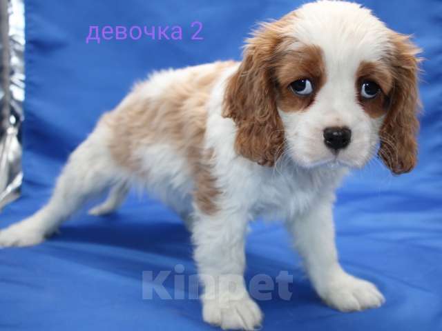 Собаки в Москве: Щенки кавалер кинг чарльз спаниель Девочка, 60 000 руб. - фото 3