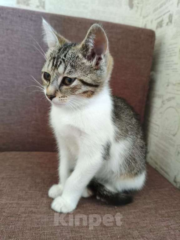 Кошки в других городах Московской области: котёнок Девочка, Бесплатно - фото 4