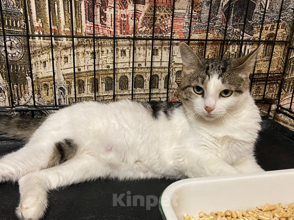 Кошки в Москве: Кошечка в добрые руки Девочка, Бесплатно - фото 3