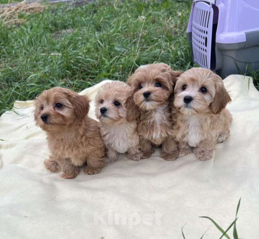 Собаки в Магнитогорске: Девочка Мальтипу мини звездная принцесса 3 мес Девочка, 100 000 руб. - фото 3