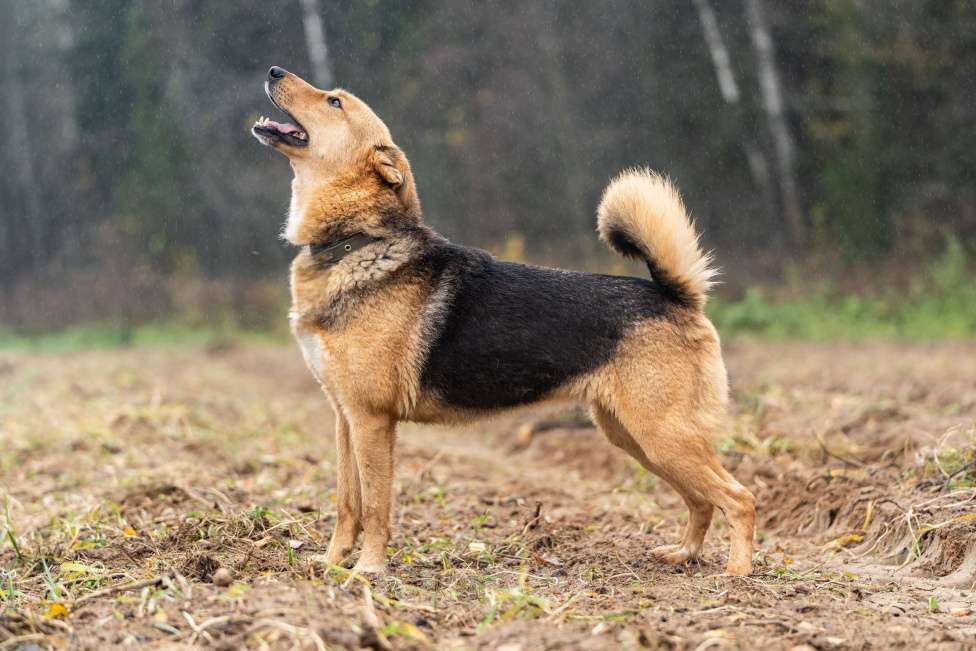 Собаки в Клине: Лана — собака-душечка Девочка, Бесплатно - фото 4