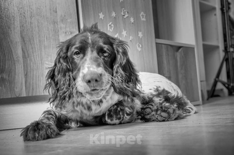 Собаки в Санкт-Петербурге: Русский спаниель в добрые руки Мальчик, Бесплатно - фото 7