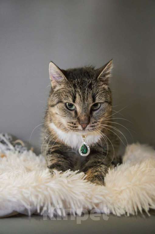 Кошки в Москве: Кошечка Девочка, Бесплатно - фото 9