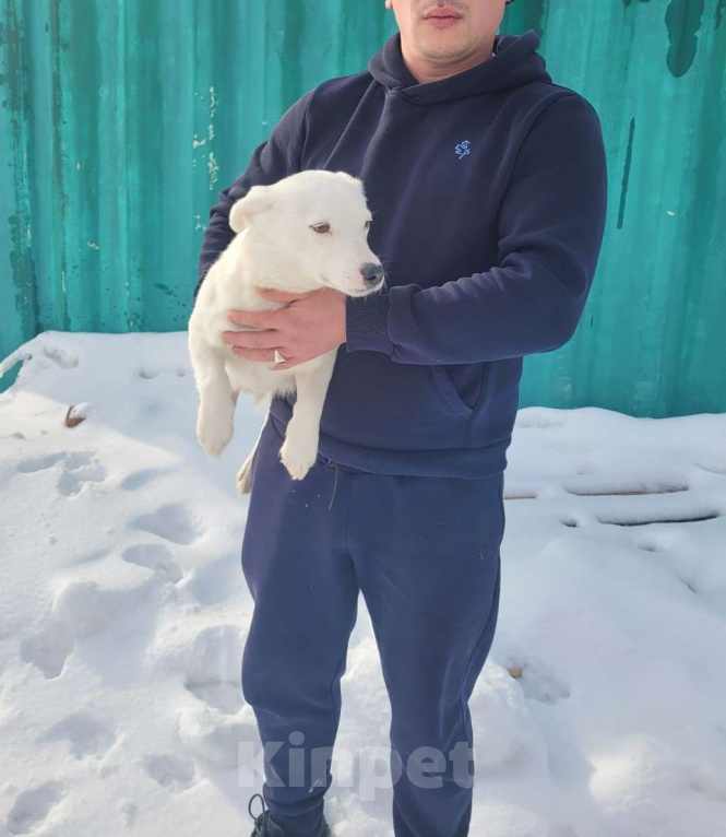 Собаки в Москве: Маленький пёсик в добрые руки Мальчик, Бесплатно - фото 1