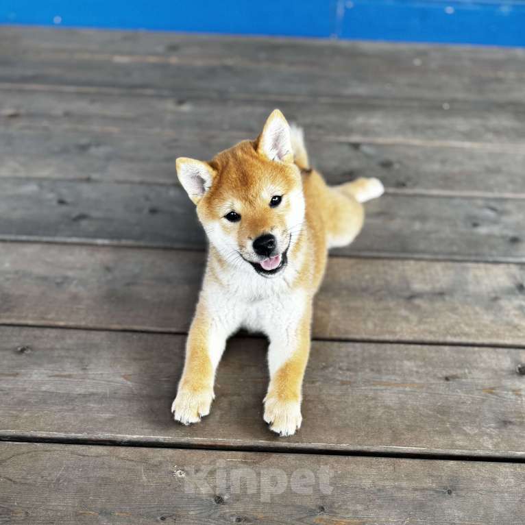 Собаки в Москве: Ласковая девочка Руми Девочка, 90 000 руб. - фото 2