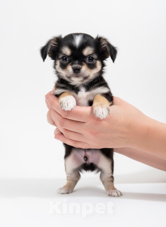 Собаки в других городах Московской области: Щенок чихуахуа Мальчик, 75 000 руб. - фото 1