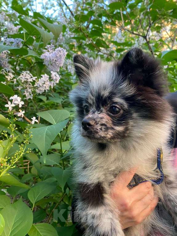 Собаки в Москве: Мальчик малого немецкого шпица  Мальчик, 20 000 руб. - фото 3