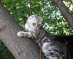 Кошки в Иркутске: ❤Котик ❤на Вязку❤, 2 000 руб. - фото 4