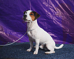 Собаки в Абакане: Вязка Джек Рассел Терьер, 1 руб. - фото 2