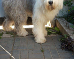 Собаки в Ижевске: Бобтейл кобель вязка Мальчик, 100 руб. - фото 3