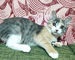 Кошки в Фролово: Котята в добрые руки, Бесплатно - фото 3
