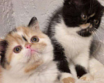 Кошки в Болхове: Котята экзотические короткошерстные, 30 000 руб. - фото 3