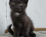 Кошки в Новосибирске: Черные котята, Бесплатно - фото 7