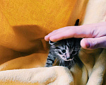 Кошки в Старом Купавне: Котенок Шпрота Девочка, 2 руб. - фото 5