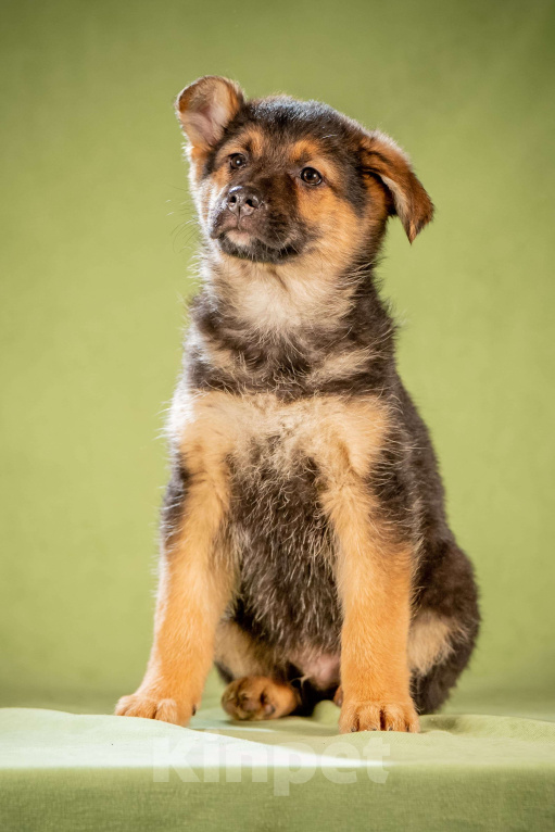 Собаки в Клине: Фундук - славный щенок Мальчик, Бесплатно - фото 7