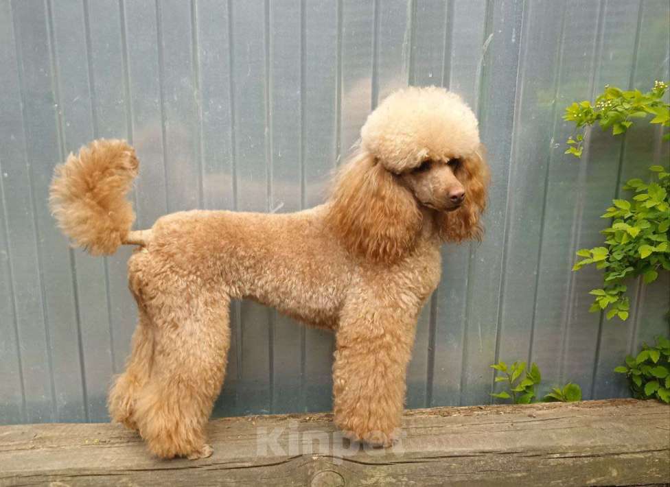 Собаки в Видном: Щенки миниатюрного пуделя Девочка, 50 000 руб. - фото 5