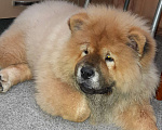 Собаки в Сочи: Щенок чау-чау  Мальчик, 50 000 руб. - фото 1
