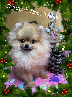 Померанский шпиц для дома и семьи