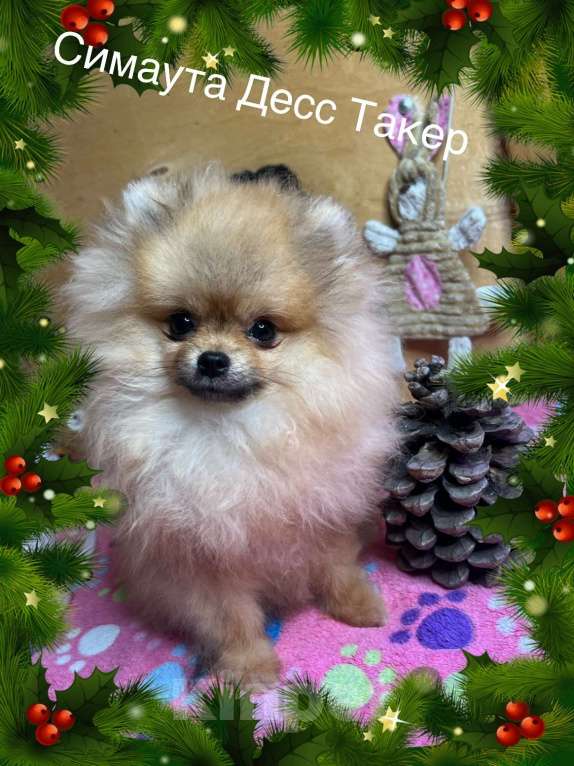 Собаки в Москве: Померанский шпиц для дома и семьи Мальчик, 25 000 руб. - фото 1