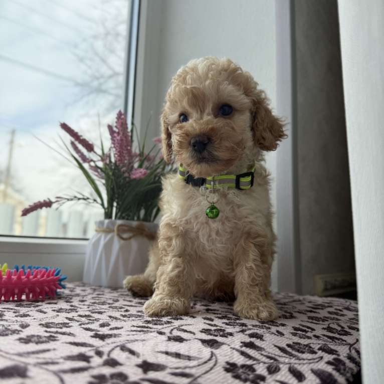 Собаки в Краснодаре: Той-Пудель Мальчик, 50 000 руб. - фото 2