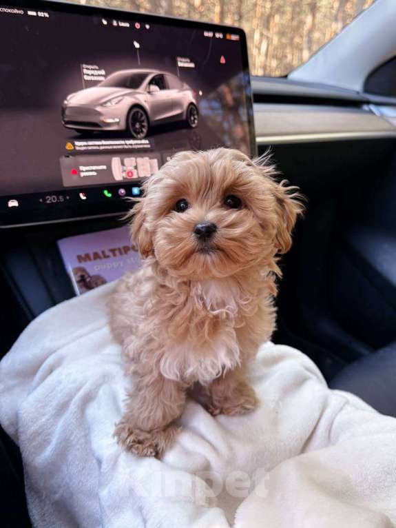 Собаки в Самаре: Мальтипу, щенок Мальчик, 180 000 руб. - фото 6