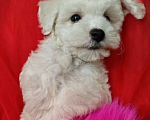 Собаки в Москве: Бишон фризе мини мальчик  Мальчик, 45 000 руб. - фото 2