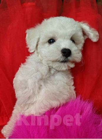 Собаки в Москве: Бишон фризе мини мальчик  Мальчик, 45 000 руб. - фото 2