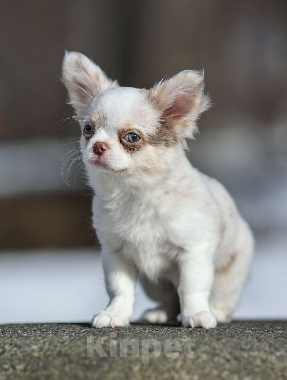 Собаки в Обнинске: Девочки чихуахуа меоле лиловая и шоколадная, голубые глаза Девочка, 60 000 руб. - фото 8