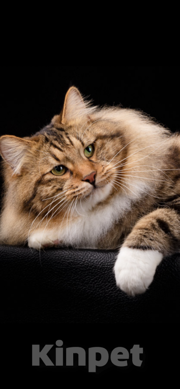 Кошки в Вологде: Курильский бобтейл котята из питомника Девочка, 40 000 руб. - фото 5