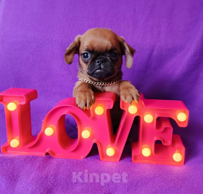 Собаки в Москве: Рыжий мальчик пти-брабансон Мальчик, 45 000 руб. - фото 3