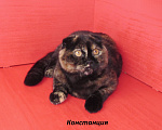 Кошки в Санкт-Петербурге: шотландская кошечка в разведение или в любимцы Девочка, Бесплатно - фото 2