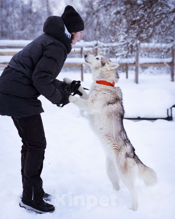 Собаки в Москве: Арья Девочка, Бесплатно - фото 8