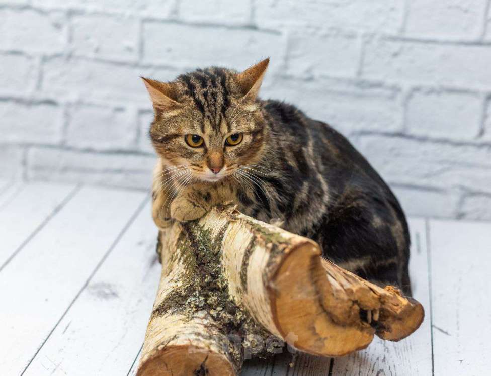 Кошки в Москве: Золотой кот ищет дом и лучшие ручки Мальчик, Бесплатно - фото 3