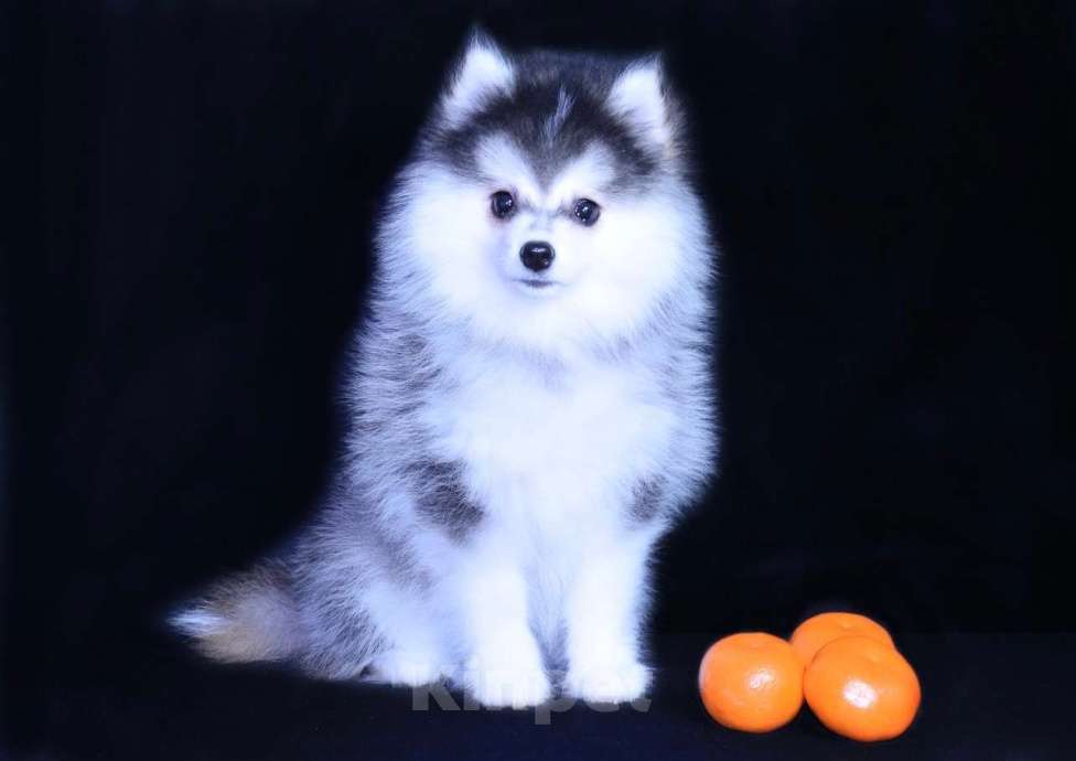 Собаки в Краснодаре: Девочка Помски Девочка, 200 000 руб. - фото 6