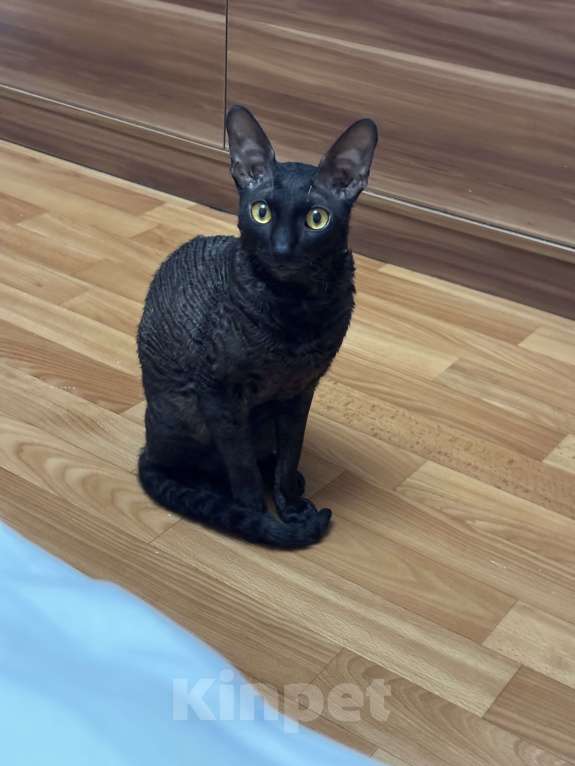 Кошки в Люберцах: Котик Корниш Рекс  Мальчик, 8 000 руб. - фото 3